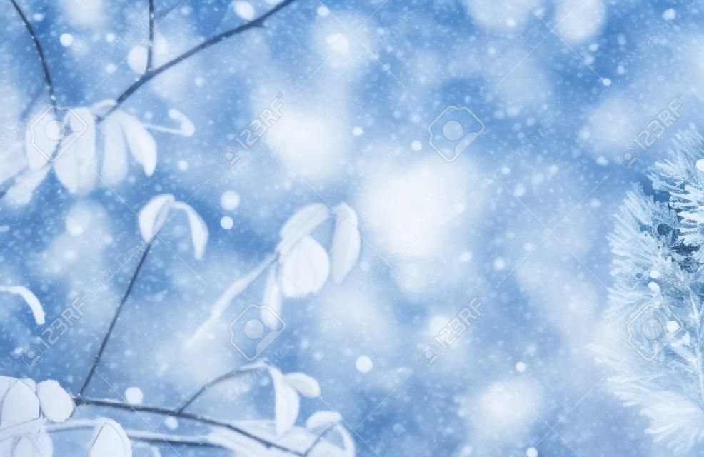 冬季自然背景。葉子特寫鏡頭分公司凍結