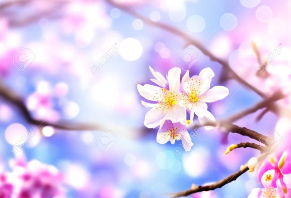 春の花の背景。美しい自然シーンと咲くアーモンド ツリー