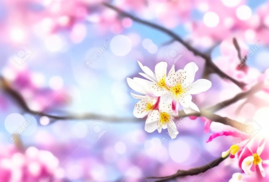 春の花の背景。美しい自然シーンと咲くアーモンド ツリー