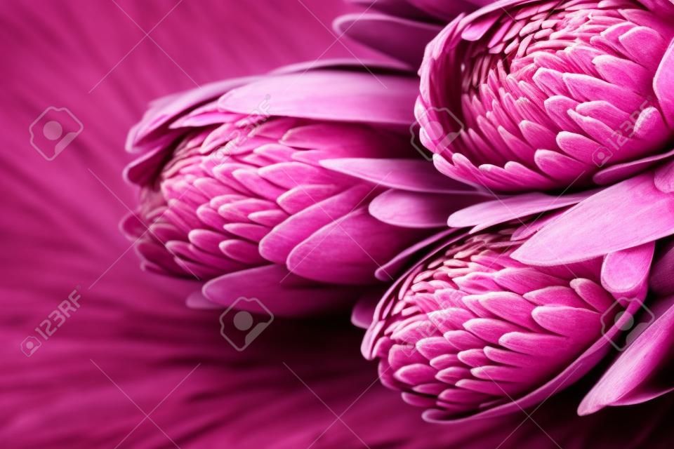 Protea Knospen Nahaufnahme. Bündel rosa King Protea Blumen auf dunklem Hintergrund. Blumenstrauß zum Valentinstag