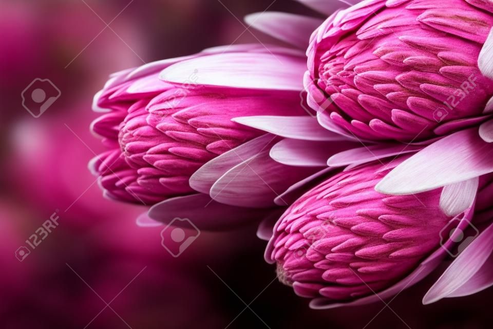 Fechamento de botões de Protea. Bunch de flores de Rei Protea rosa sobre fundo escuro. Bouquet do Dia dos Namorados