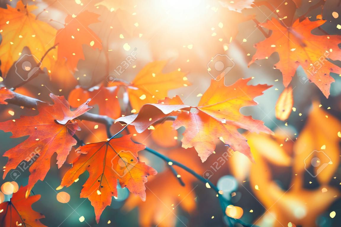 Herfst kleurrijke heldere bladeren zwaaien op een eikenboom in herfstpark. Vall achtergrond. Prachtige natuur scene