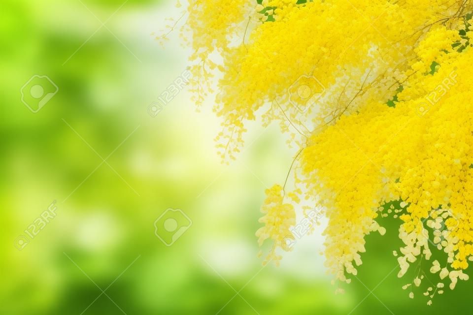 Bellissimo fiore giallo tailandese, fiore di fistola di cassia, albero della doccia dorata