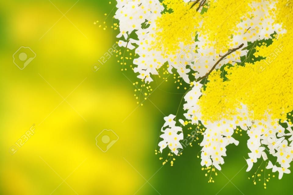 Piękny tajski żółty kwiat Cassia przetoki kwiat złote drzewo prysznicowe