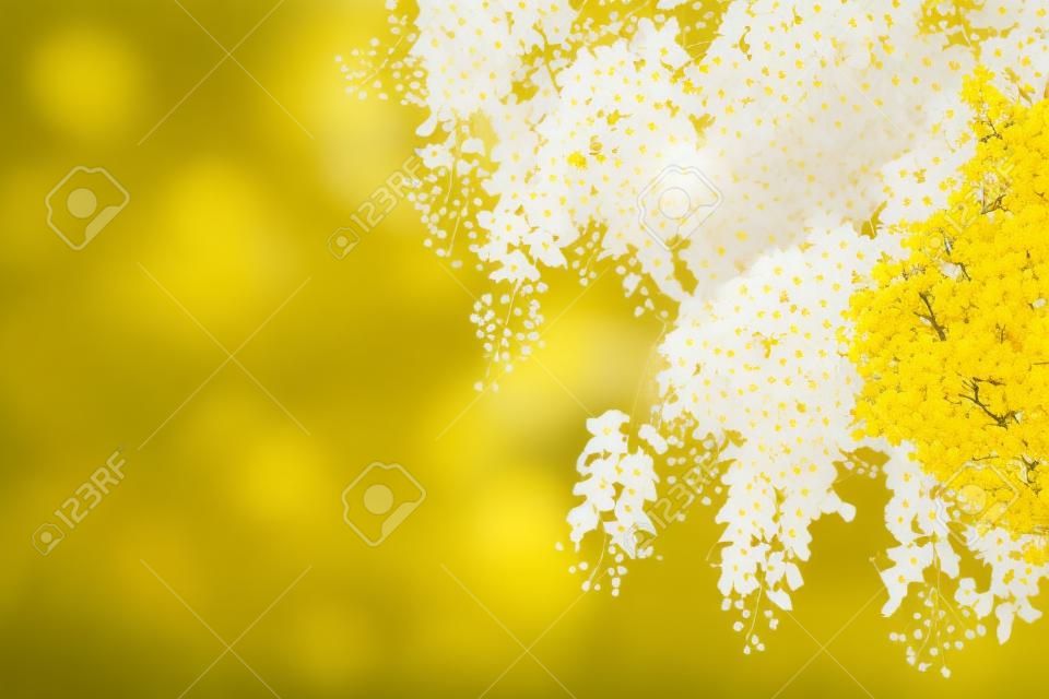 Bellissimo fiore giallo tailandese, fiore di fistola di cassia, albero della doccia dorata