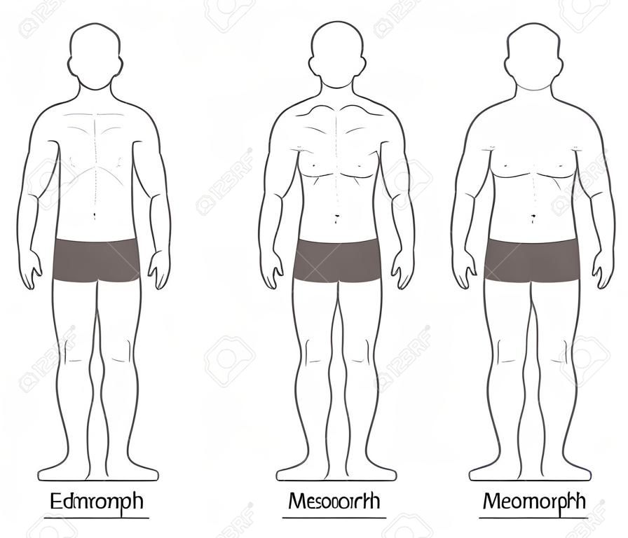 Male body types: Ectomorph, Mesomorph and Endomorph. Skinny, muscular and fat physique.