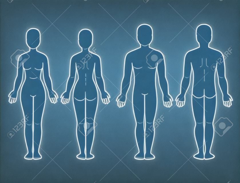 Vista frontale e posteriore del corpo maschile e femminile. Modello in bianco del corpo umano per infografica medica. Illustrazione vettoriale isolato