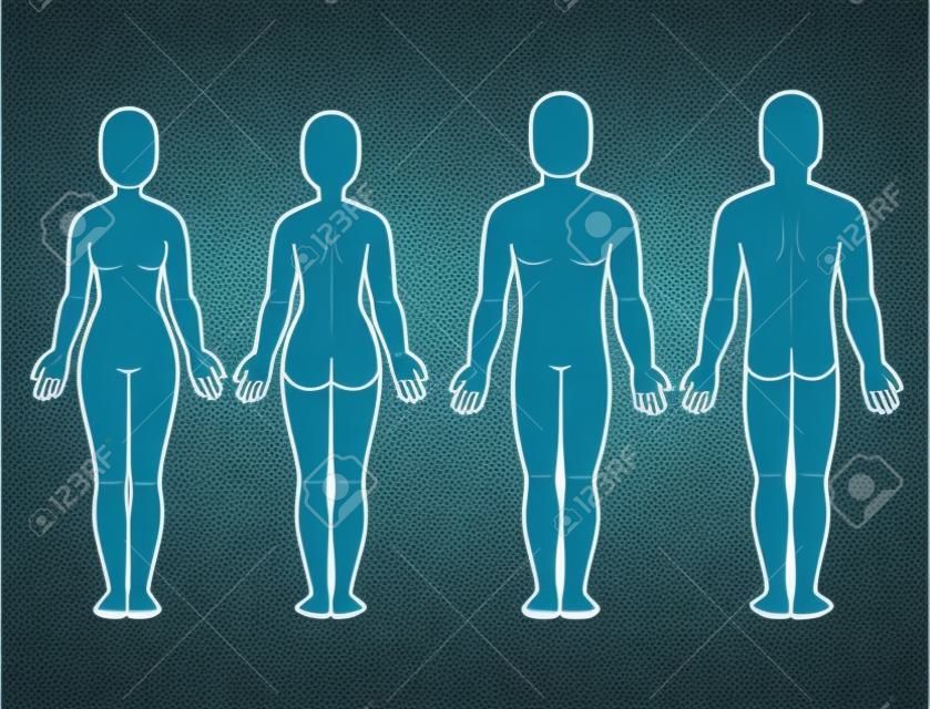 Vista frontal y posterior del cuerpo masculino y femenino. Plantilla en blanco del cuerpo humano para infografía médica. Ilustración de vector aislado