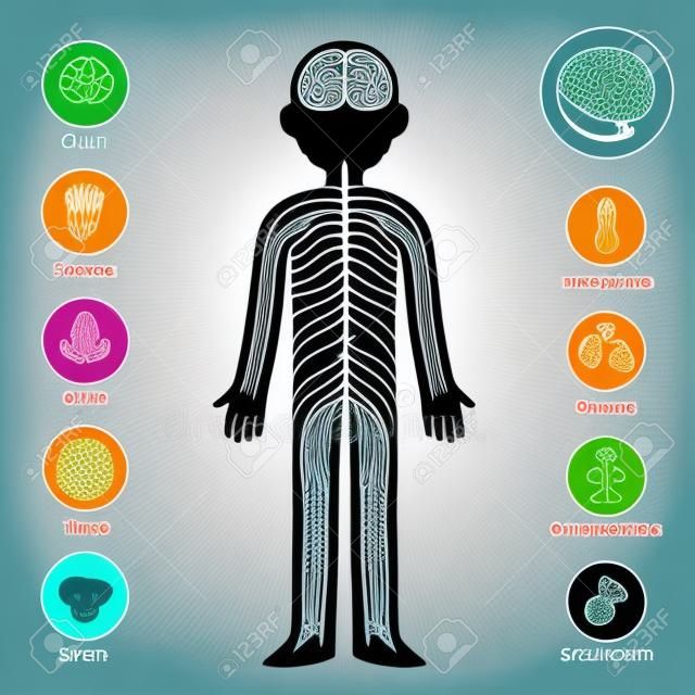 Wykres infografikę układu nerwowego. Mózg i nerwy na sylwetce ciała, zmysłach i ikonach percepcji. Ilustracja wektorowa zdrowia i medycyny.