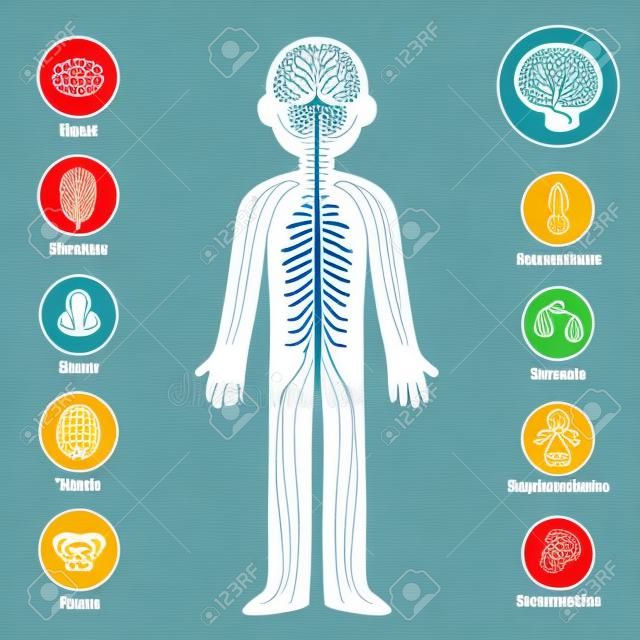 Grafico infografico del sistema nervoso. Cervello e nervi sulla silhouette del corpo, i sensi e le icone di percezione. Salute e illustrazione vettoriale medica.