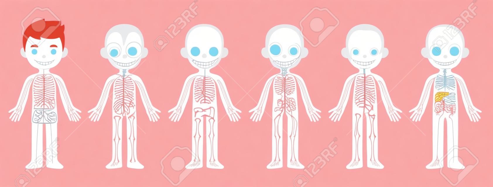 My body, educational anatomy body organ chart for kids. Cute cartoon little boy and his bodily systems: muscular, skeletal, circulatory, nervous and digestive. Isolated vector infographic clip art.