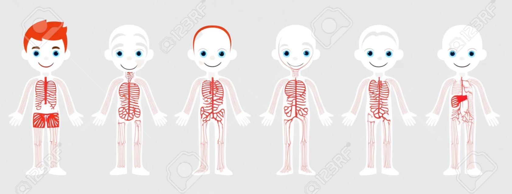 Mon corps, organigramme d'anatomie éducative pour les enfants. Petit garçon mignon de bande dessinée et ses systèmes corporels : musculaire, squelettique, circulatoire, nerveux et digestif. Clipart infographie vecteur isolé.