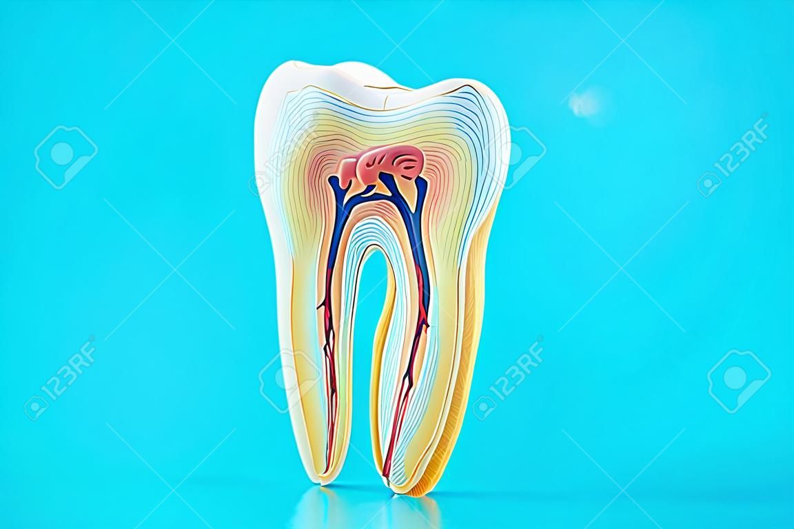 青い背景に歯の解剖学。