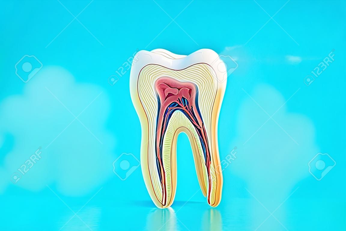 青い背景に歯の解剖学。