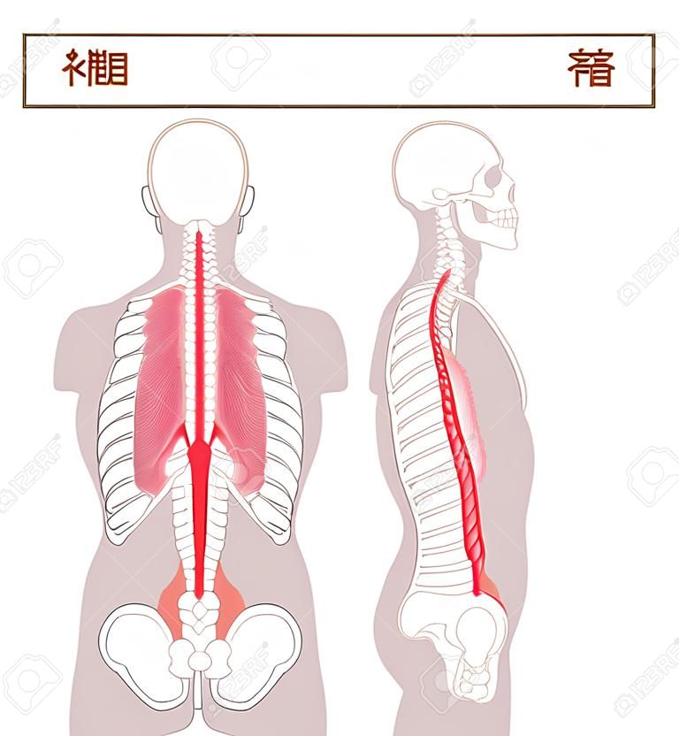 Anatomie musculaire illustration du muscle érecteur de la colonne vertébrale vu de côté