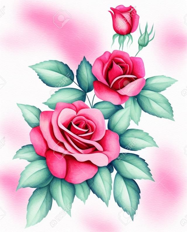 在白色背景上孤立的粉紅色的紅色復古玫瑰花。彩色鉛筆水彩畫。
