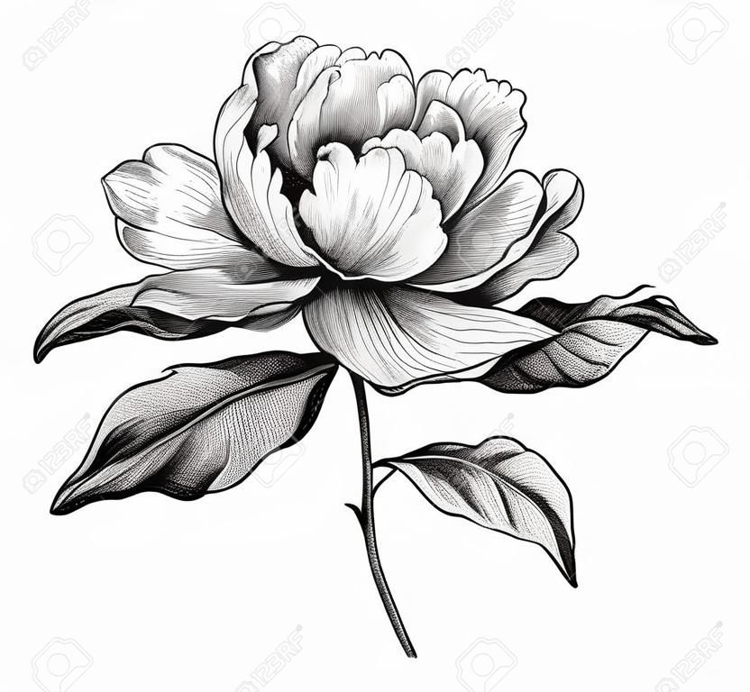 Pivoine rose fleur vintage illustration victorienne botanique noir et blanc. Floraison botanique de motif floral rétro gravé de vecteur. Conception en filigrane Tatouage baroque. Rouleau japonais de fleur de printemps romantique
