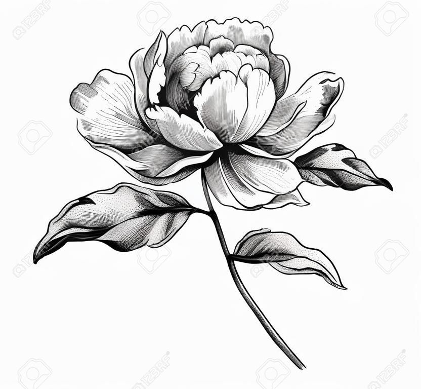 모란 장미 꽃 빈티지 흑백 식물 빅토리아 그림. 새겨진된 벡터 꽃 복고풍 패턴 식물학 꽃입니다. 선조 디자인 바로크 문신. 로맨틱 봄 꽃 일본 두루마리