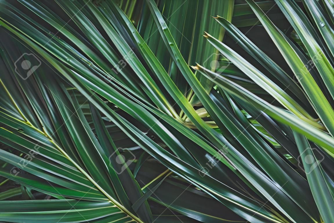 Dark green leaf texture background, tropical jungle tone design concept