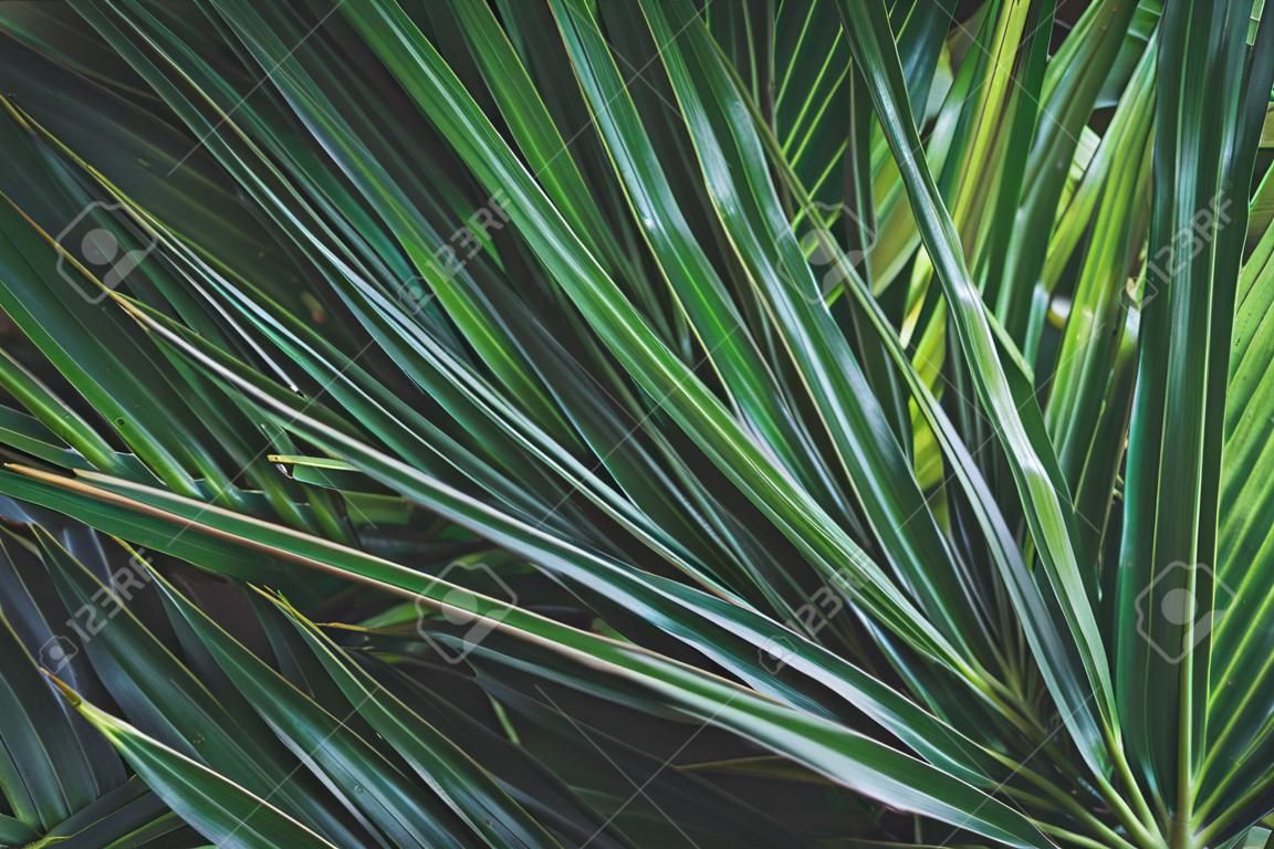 Dark green leaf texture background, tropical jungle tone design concept