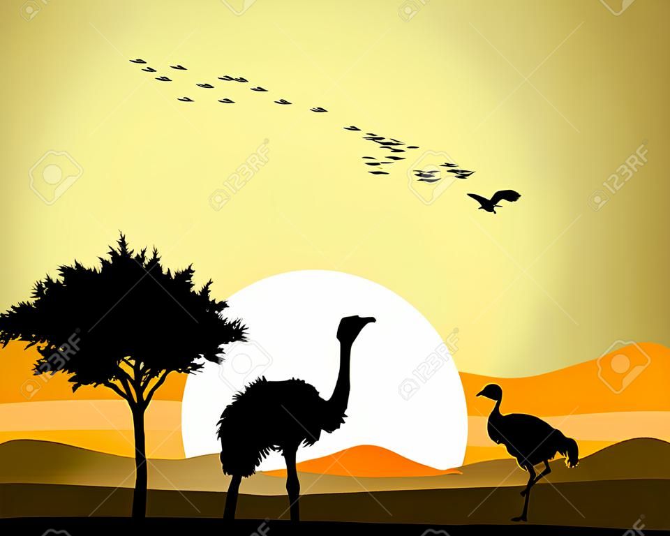 belleza avestruz silueta con el fondo de la puesta del sol