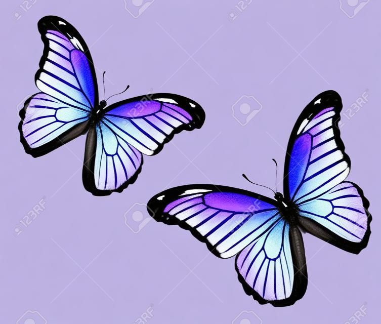 Dos mariposas violetas azules sobre fondo blanco