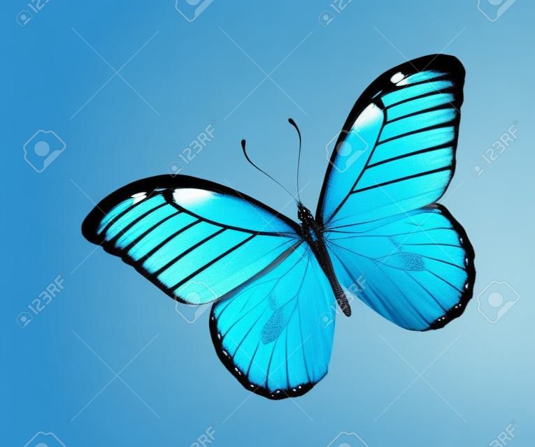 Mariposa azul, aislado en fondo blanco