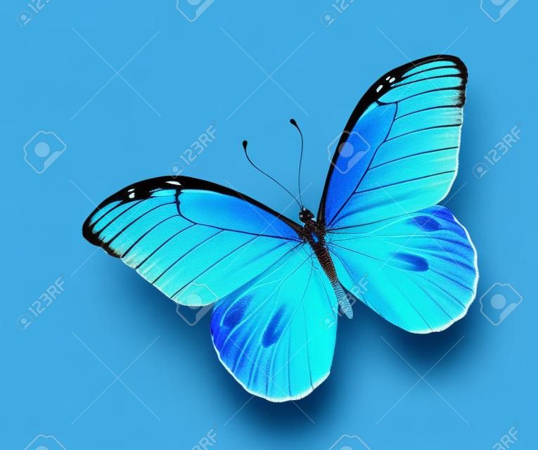 Mariposa azul, aislado en fondo blanco
