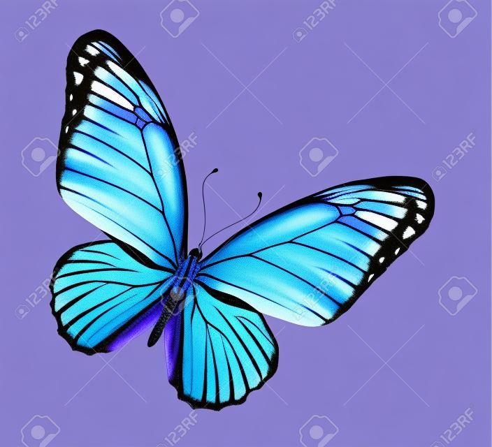 격리 된 흰색 바이올렛 블루 나비,