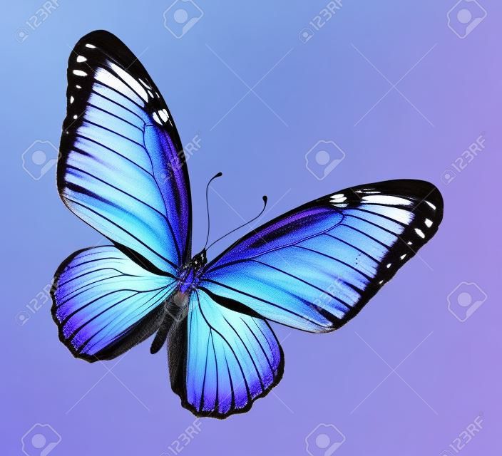 격리 된 흰색 바이올렛 블루 나비,