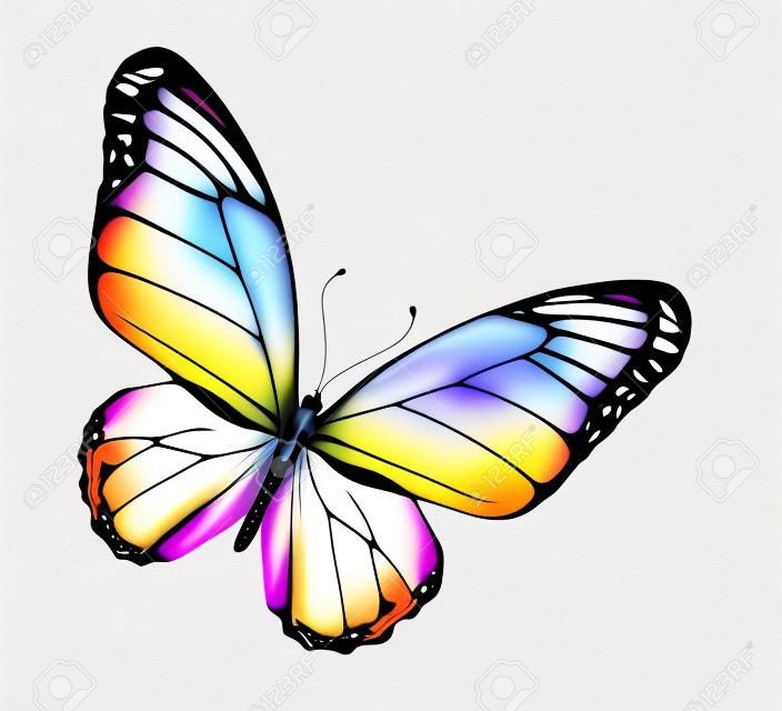 Színes pillangó, elszigetelt fehér
