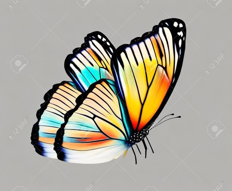 Színes pillangó, elszigetelt fehér