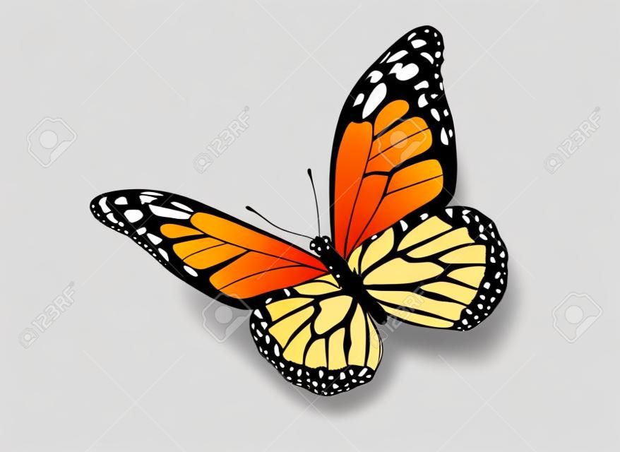 Farfalla monarca di colore, isolata su sfondo bianco