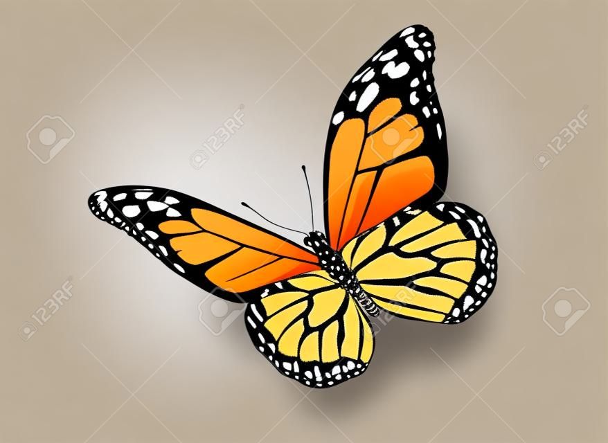 Farfalla monarca di colore, isolata su sfondo bianco