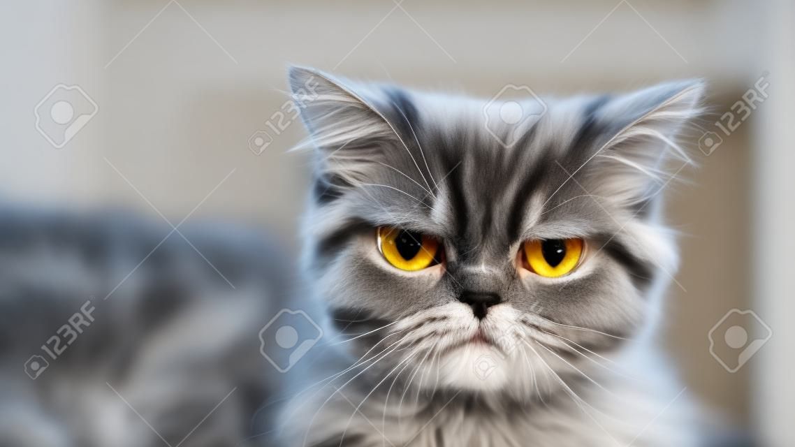 Zbliżenie na brudną twarz szarego pasiastego kota perskiego
