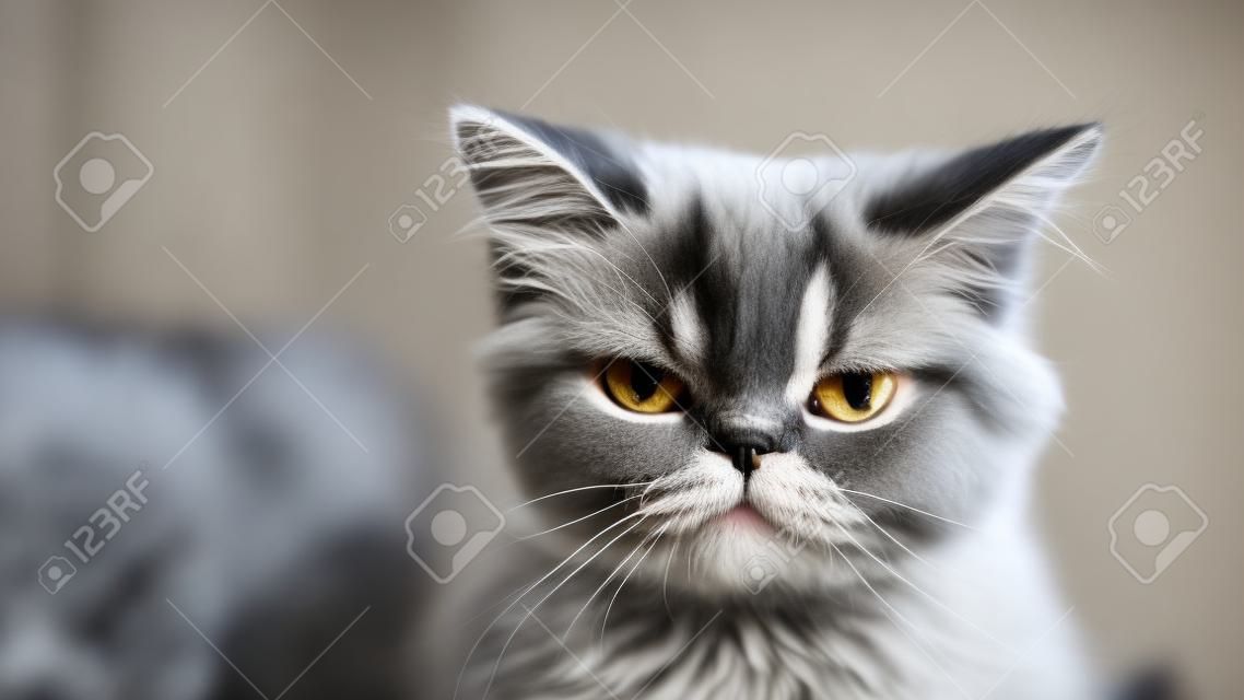 Zbliżenie na brudną twarz szarego pasiastego kota perskiego