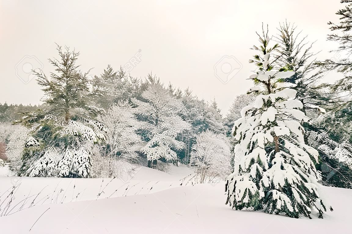 Paesaggio invernale con paesaggio piatto e boschi, paesaggio di neve sfondo per Retro Cartolina di Natale, inverno alberi nel paese delle meraviglie. Winter Scene, Christmas, New Year Background, Racconto d'inverno