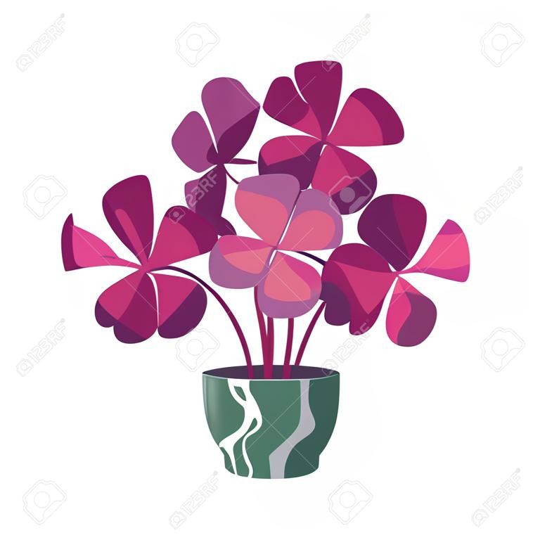 Oxalis in flowerpot for home or office flat vector illustration. Indoor houseplant, flower with pink leaves in pot isolated on white background. Nature, urban jungle concept