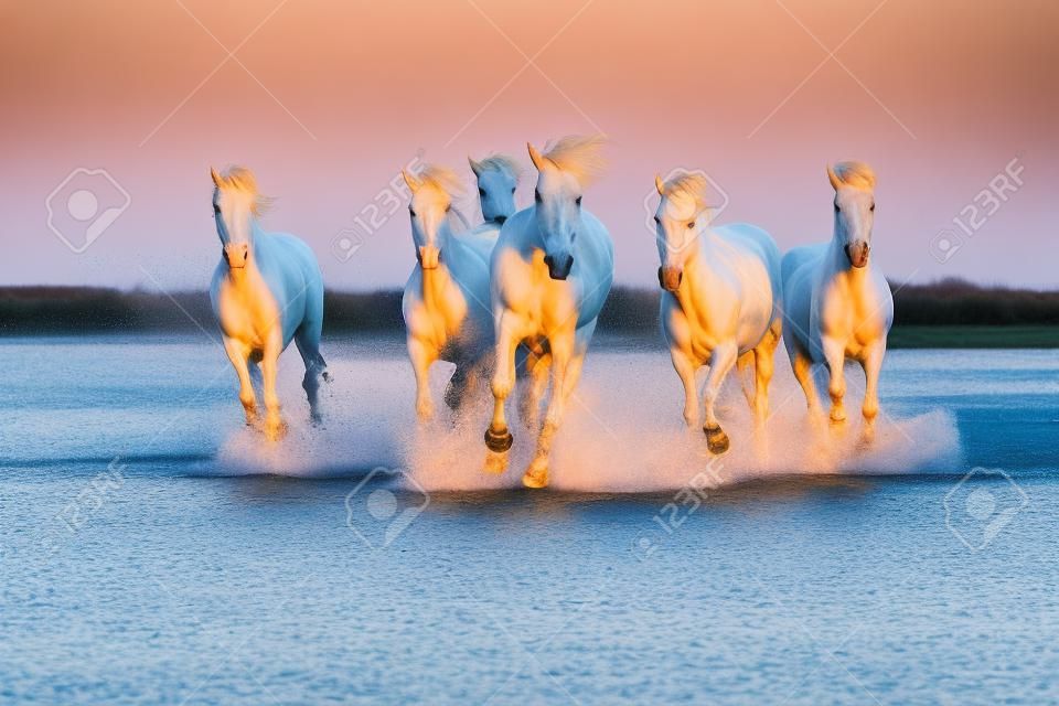 Weiße Camargue-Pferde, die auf dem blauen Wasser im Sonnenunterganglicht laufen. Parc Regional de Camargue - Provence, Frankreich