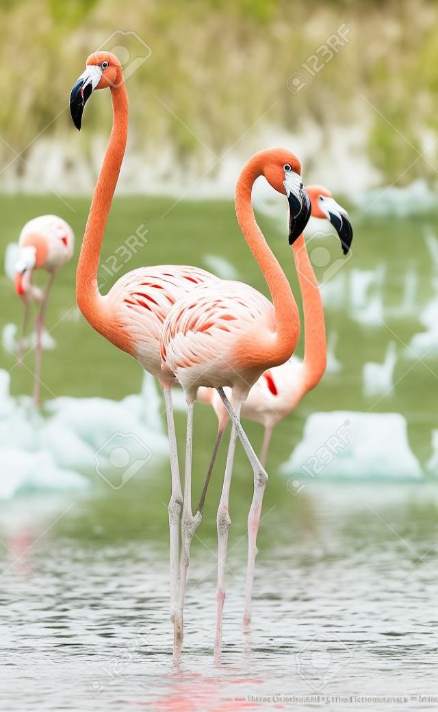 American Flamingos or Caribbean flamingos ( Phoenicopterus ruber ruber). . Rio Maximo, Camaguey, Cuba.