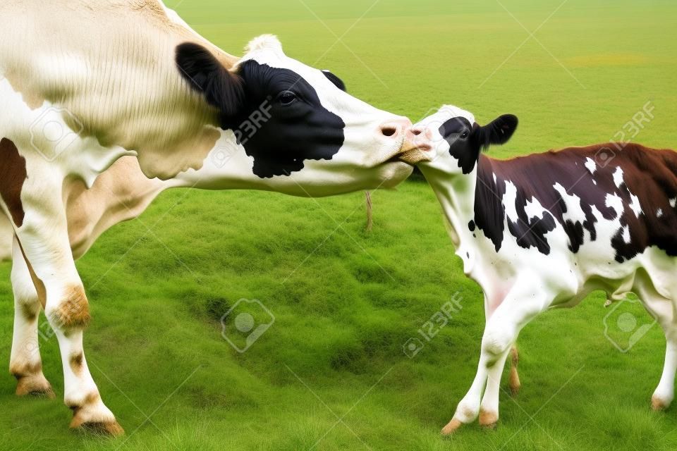 Cow nurturing her Calf in Nature