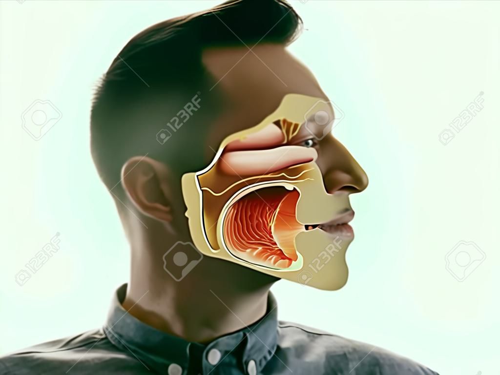 Anatomia jamy ustnej, gardła i nosa na portrecie mężczyzny.