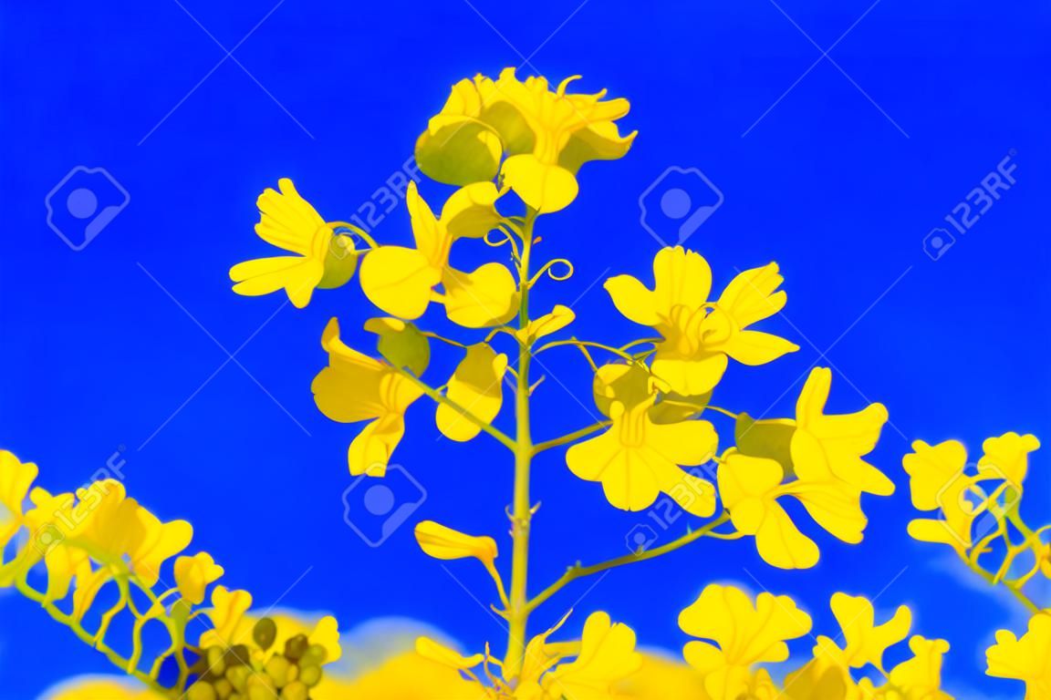 Golden yellow mustard flowers blooming between grape vines at a vineyard in the spring in Yountville Napa Valley, California, USA