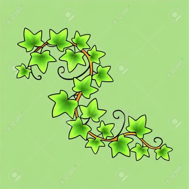 Green climbing ivy creeper branch isolated on white background. Hedera vine botanical design element. Vector illustration of hanging or wall climbing ivy plant