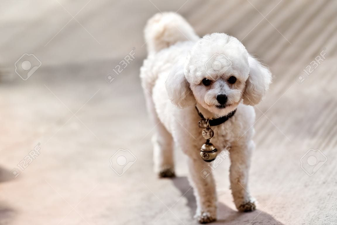 A little toy poodle dog  in the morning