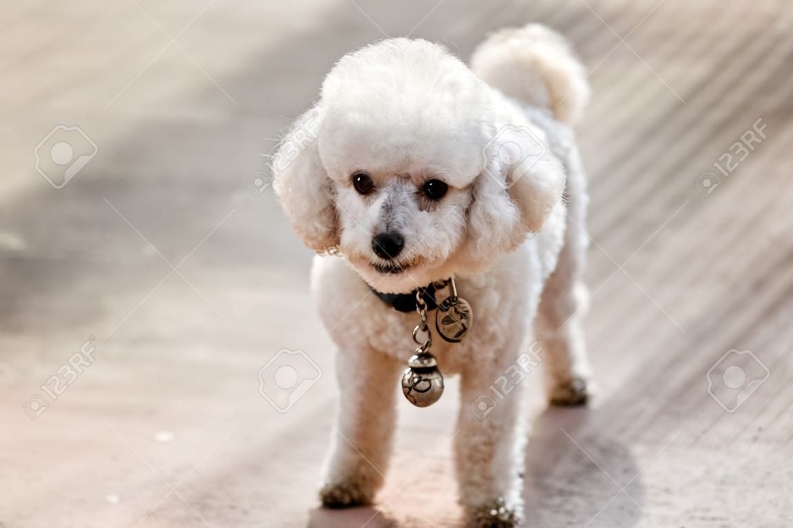 A little toy poodle dog  in the morning