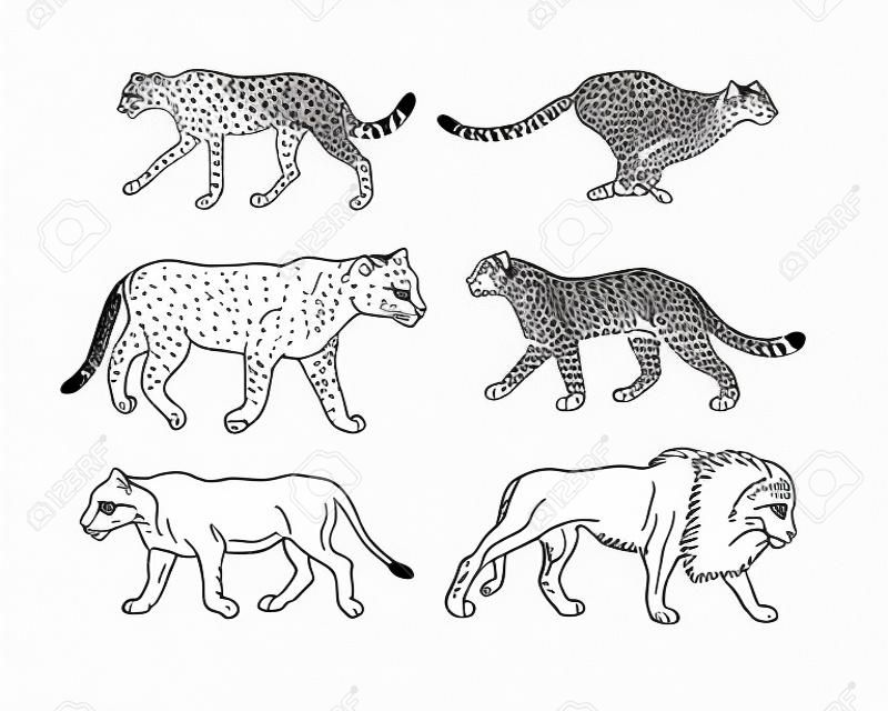Wektor ręcznie rysowane doodle szkic zestaw kolekcja dzikich kotów ofertowych na białym tle