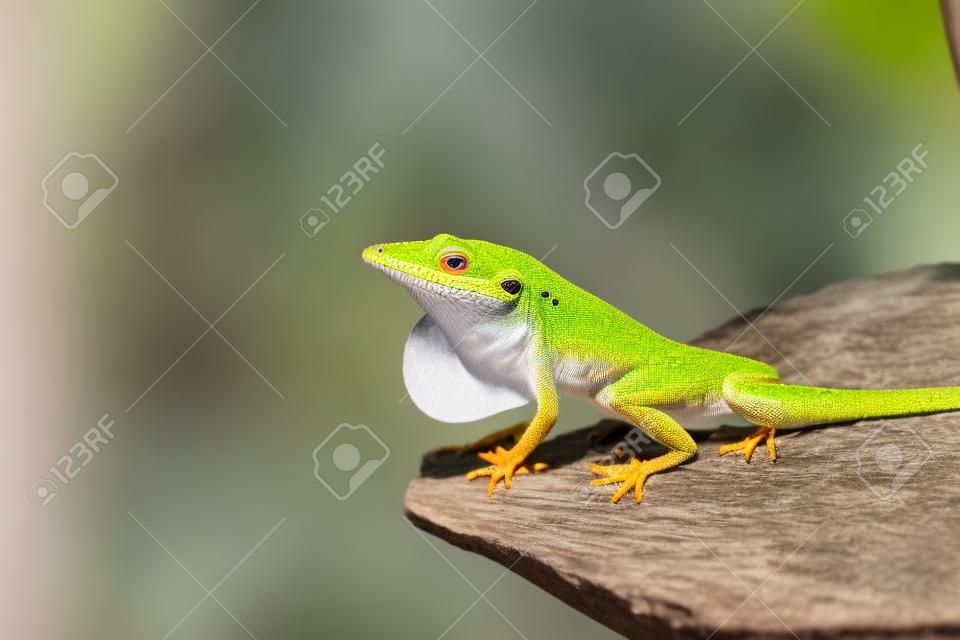 A Carolina Anole exposing it's red throat flap