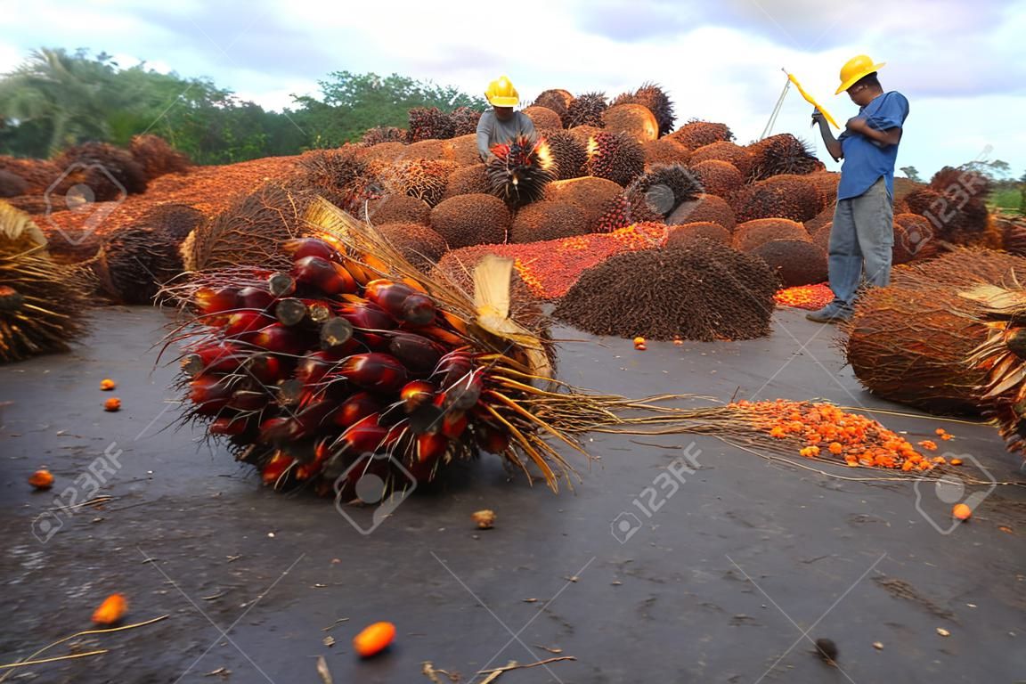 Arka planda palmiye yağı endüstrisi işçileri