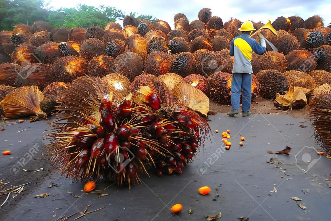 Arka planda palmiye yağı endüstrisi işçileri